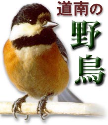 道南の野鳥 北海道南部で見られる野鳥